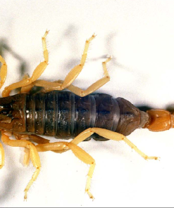 Buthus Occitanus Venom
