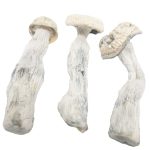 Buy Albino Penis Envy Magic Mushrooms Online