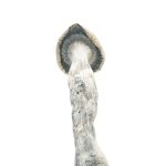 Albino Penis Envy Magic Mushrooms1