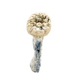 Albino Penis Envy Magic Mushrooms2