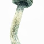 Buy Blue Meanies Magic Mushrooms Online