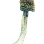 Blue Meanies Magic Mushrooms1