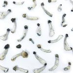 Buy Flying Saucers (Azurescens) Magic Mushrooms Online