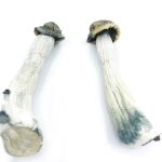 Flying Saucers (Azurescens) Magic Mushrooms1