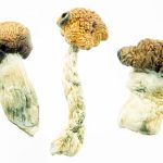 Buy Texas Penis Envy Magic Mushrooms Online