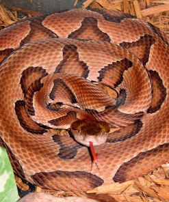 Agkistrodon Contortrix Venom