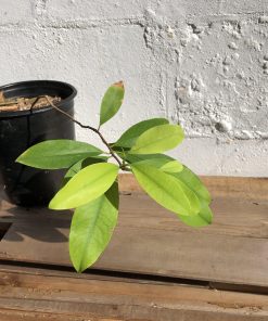 Buy Small Coca Plants Online Buy Small Coca Plants Online