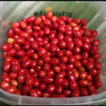 Buy Erythroxylum Novogratense Online