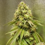 24K Gold Seeds