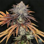 Alien Technology Seeds