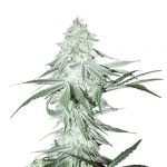 Amnesia Haze Seeds