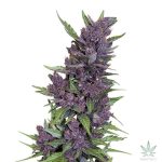 Buy Auto Purple Kush Seeds Online