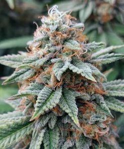 Banana Kush Seeds