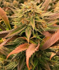 Big Bud Fast Flowering Seeds