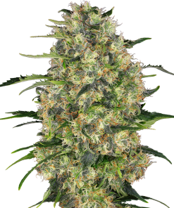 Black Domina Seeds