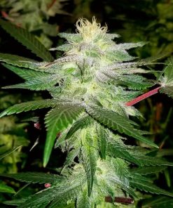 Black Widow Seeds