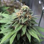 Blue Cheese Seeds
