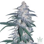 Blue Dream Seeds