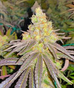 Blue Haze Seeds