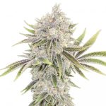Blue Headband Seeds