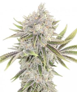 Blue Headband Seeds
