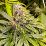 Blue OG Seeds