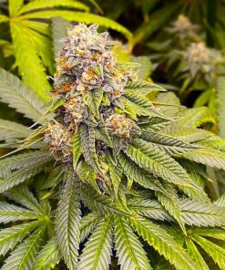 Blue OG Seeds