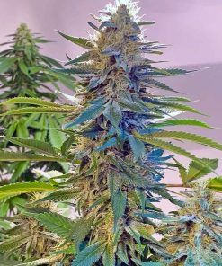 Blue Widow Seeds