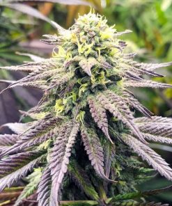 Blueberry Fast Flowering Seeds