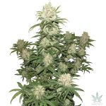 Buy Blueberry Seeds Online