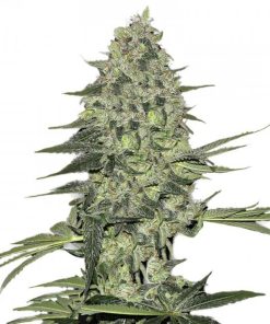 Bubba Kush Seeds