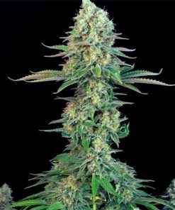 Bubblegum Seeds