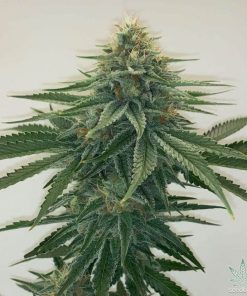 CBD Sour Tangie Seeds 25-1