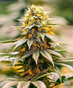 California Dream Seeds