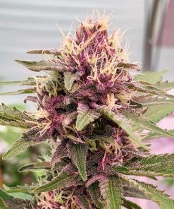 Cherry Pie Seeds