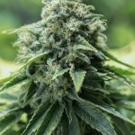 Critical Mass Fast Seeds