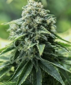 Critical Mass Fast Seeds