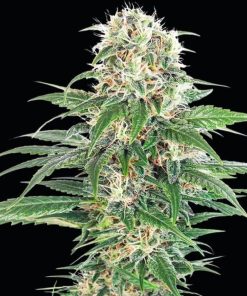 Early Skunk Seeds