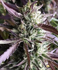 Gelato Seeds