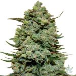 Girl Scout Cookies Seeds (GSC)