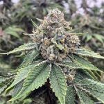 Godfather OG