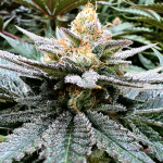 Godfather OG