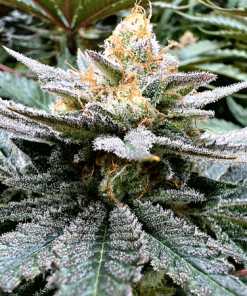 Godfather OG