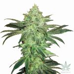 Gorilla Glue #4 Seeds