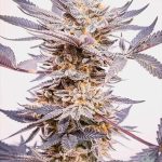 Granddaddy Purple Seeds2