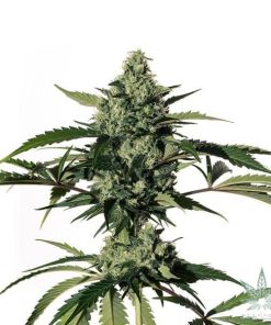 HiLo CBD Seeds – 25-1