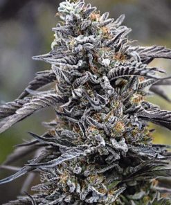 Humboldt Seeds4