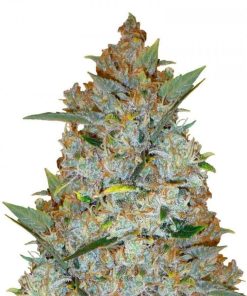 Kali Mist Seeds