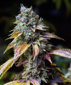 LA Confidential Seeds