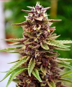 Lavender Seeds